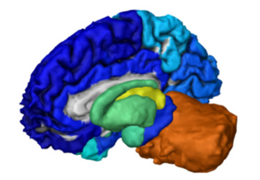 BRO - On expression patterns and developmental origin of human brain regions
