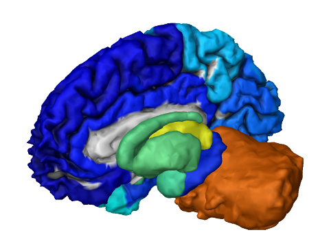 BRO - On expression patterns and developmental origin of human brain regions